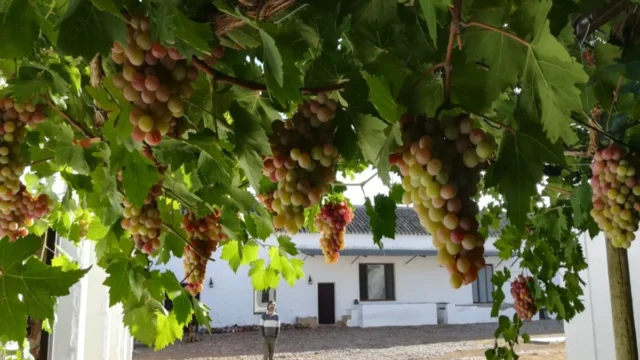 Bodegas San Ricardo