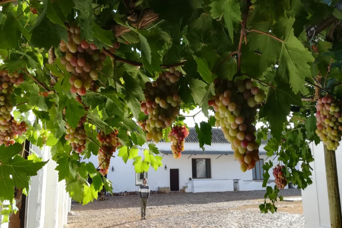 Bodegas San Ricardo