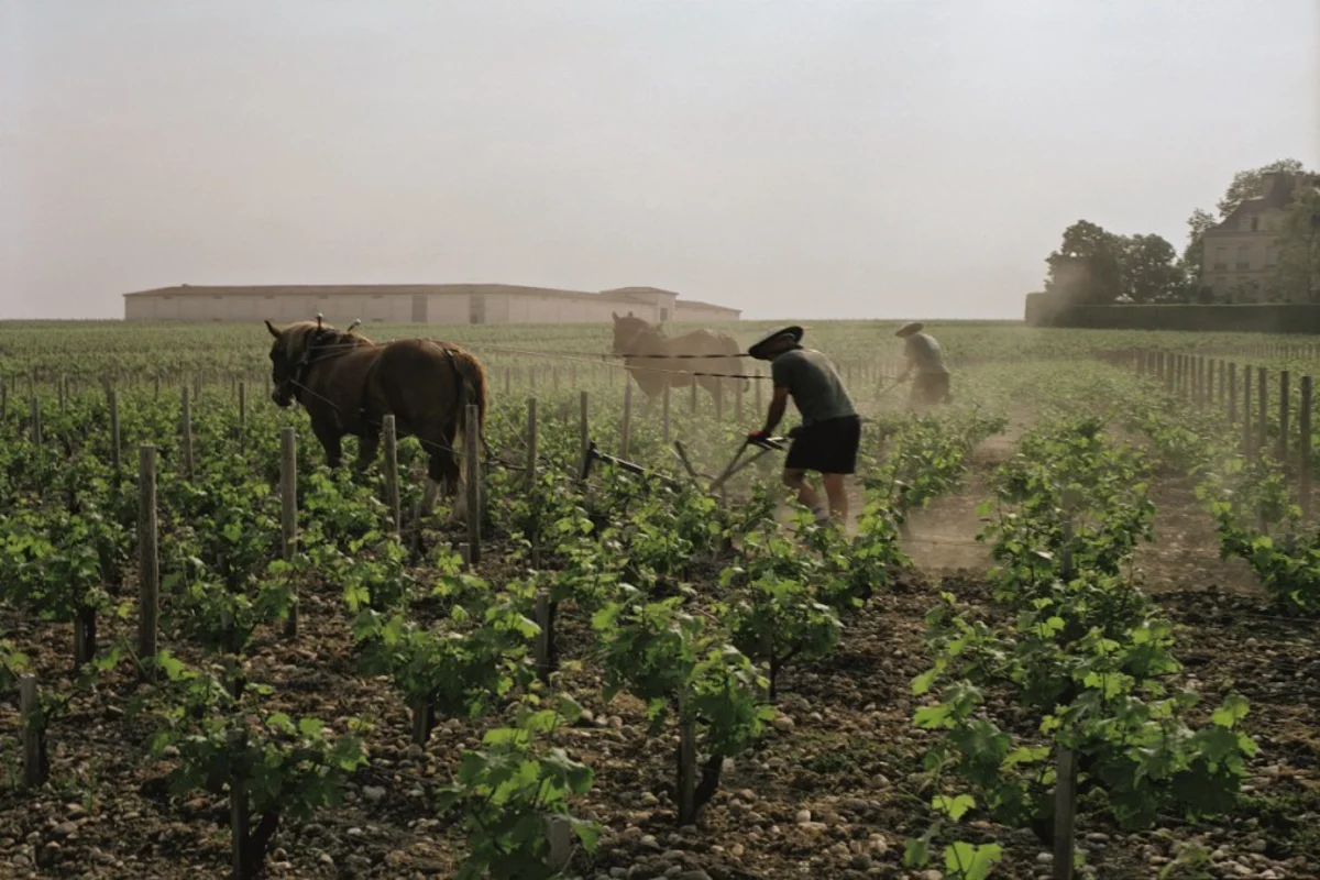 Château Latour. Grand Cru Wine in Bordeaux (France)