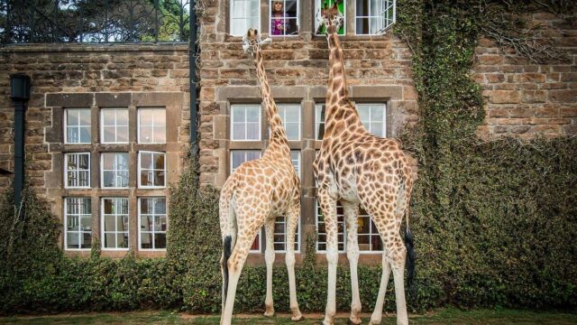 Giraffe Manor