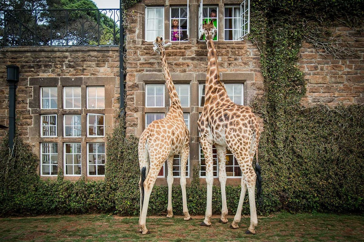 Giraffe Manor